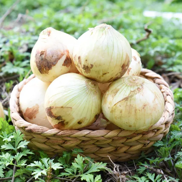 친환경팔도 20년 무안 햇 양파(중) 3kg 5kg 10kg, 1박스