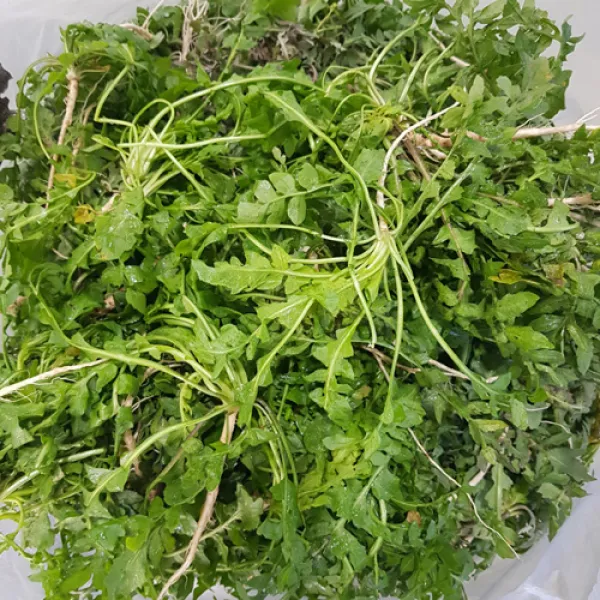 (산지직송) 경남 사천 국내산 노지 냉이 1kg 내외 생 냉이 자연산 냉이 냉이나물