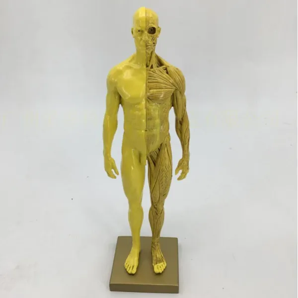 전신 인체모형 30cm 그림 모델 근골격계 해부학 아트 스케치 그리기 연습, 30CM 옐로우 남성