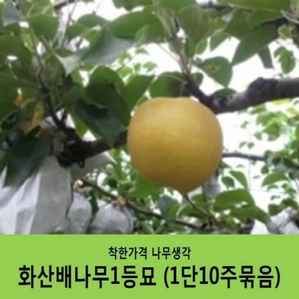 착한가격 나무생각 배나무묘목 묶음상품 화산배1등묘 1단10주묶음 