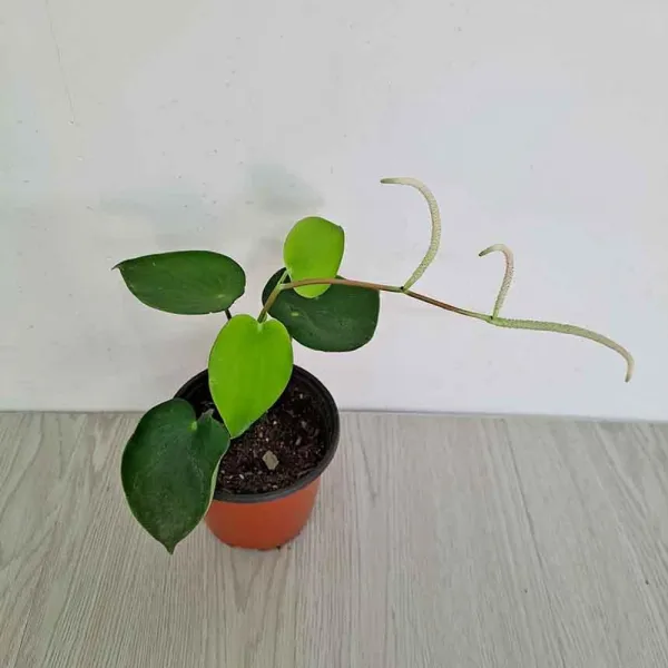 물방울페페 소 물이 떨어지는듯 동그란잎 실내공기정 P/N;91fc9a Cj+5296ea : 물방울페페키우기 집에서키우는식물 집에서키우기쉬운식물 그늘에서잘 Ca ; 본상품선택