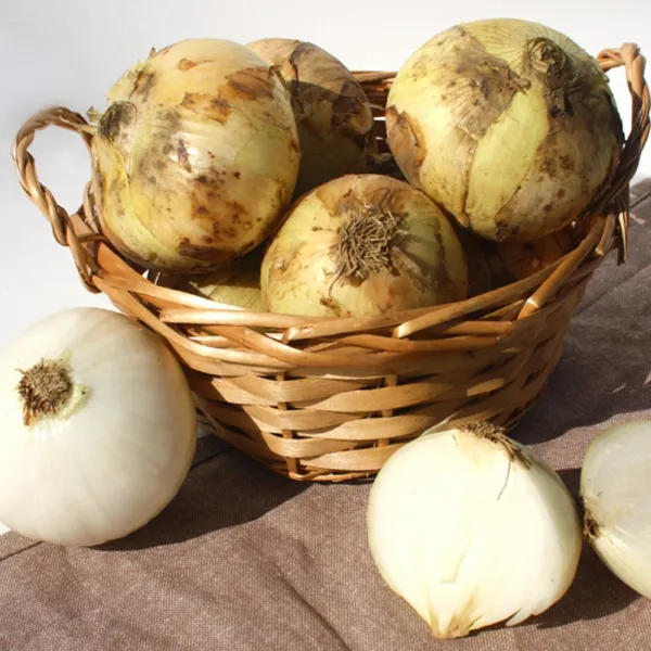산지직송 무안 햇 양파 4.5kg(소/장아찌용)