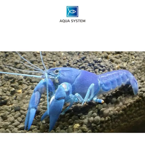 아쿠아시스템 애완가재 블루크로우 준성체급 1마리, 1개