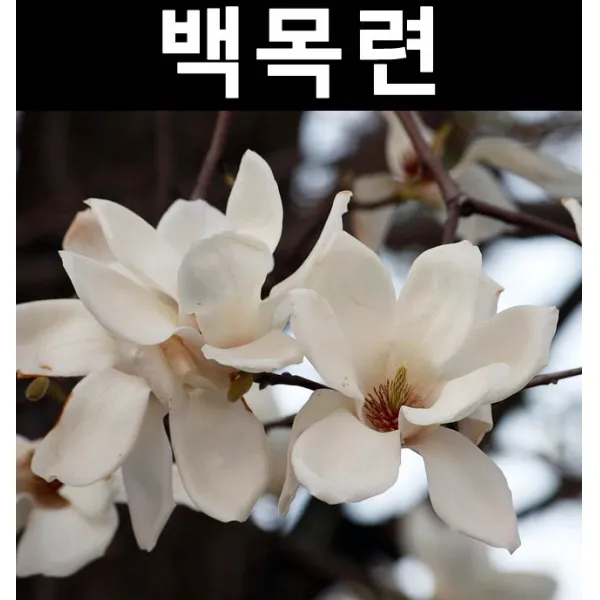 순수농원 백목련 R4cm 나무 묘목 활엽수 정원용