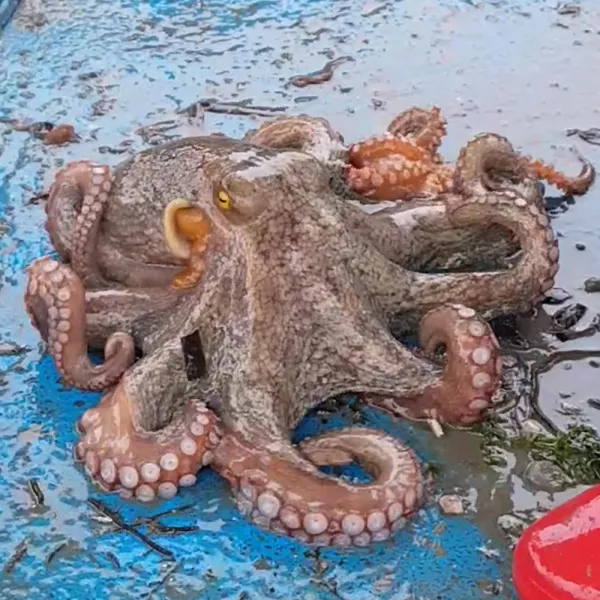 직접잡은 돌문어 통영 자연산 1kg 1.5kg 2kg 당일어획 산소포장 일요일발송 가능, 1개, 1.5Kg (1~4마리)