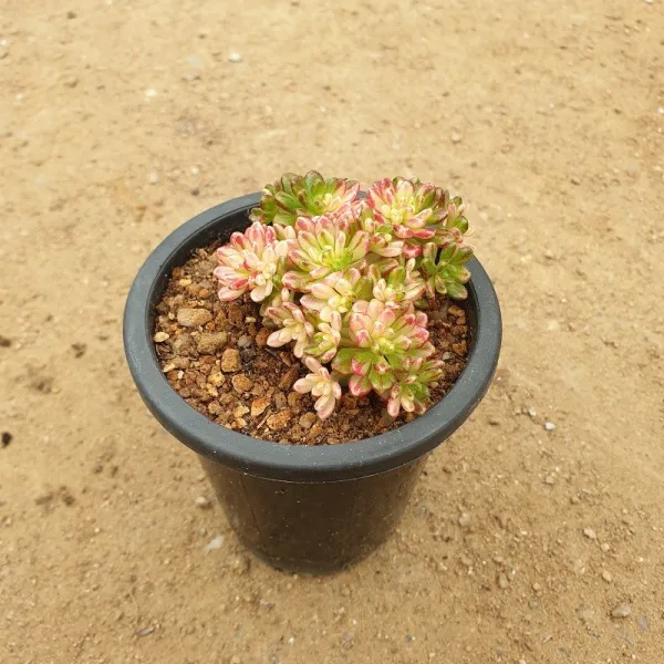 다육보아 소인제(금)