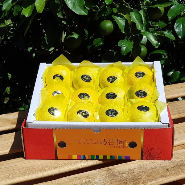 제주산지직송 황금향 2kg 10~14수 중과 선물용 실속형 선물세트 엣지있게 상큼한 만감류의 여왕! 황금향 2kg 7~9수 대과 선물용 