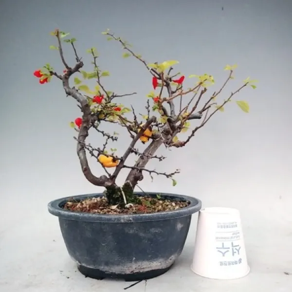 [멸치쇼핑]고운플라워홍장수매 분재(수형랜덤)(중품)