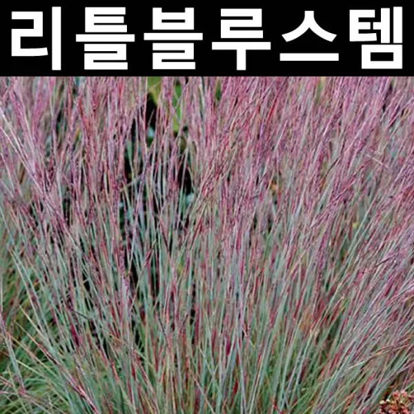 리틀블루스템(스코파리움쇠풀) 재즈 7치포트/야생화/정원식물