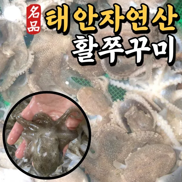 국내산 서해안 활 쭈꾸미 생물 국산 제철 1키로 1kg 2kg 생쭈꾸미 알쭈꾸미 활쭈꾸미 알배기