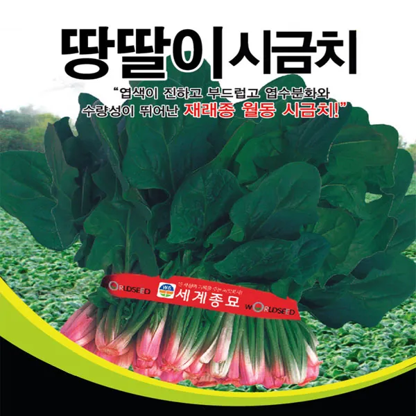 월동 동절기 겨울 추위 강한 땅딸이 시금치 씨앗 35g