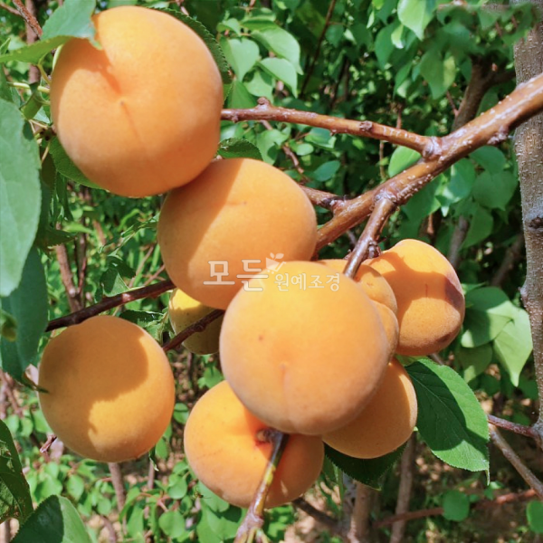 모든원예조경 살구나무 묘목(하코트) 결실주 분묘
