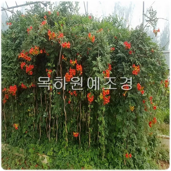 목하원예조경 능소화나무(R2 전후 H2.0 내외)