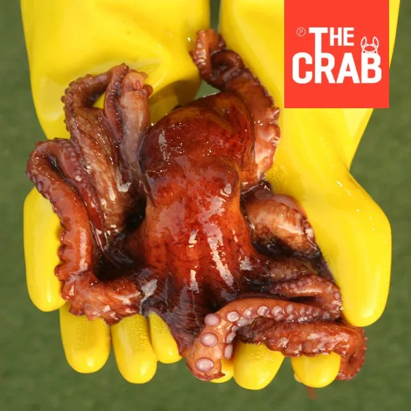 더꽃게 동해 참문어 피문어 1마리 온다리 참문어 2kg