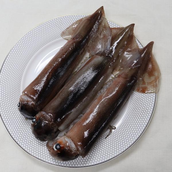  청년감별사 포항 산지직송 자연산 선동 초코 오징어 1box 10미