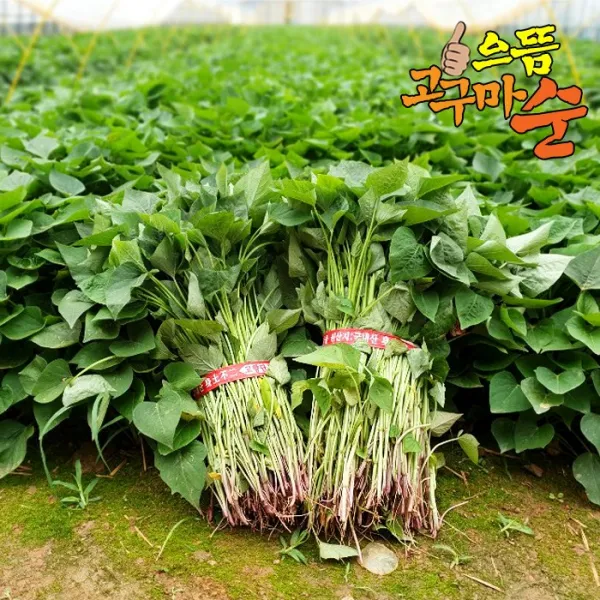 으뜸 꿀 고구마모종 1단, 6월26일(금)출고_(6월27일 도착)