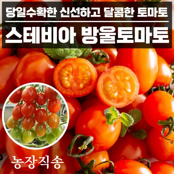 단마토 스테비아 방울토마토 토망고 샤인마토 망고토마토 500g x2팩 2kg 4팩 설탕 토마토, 4. 스테비아 방울 토마토 500g x 4팩