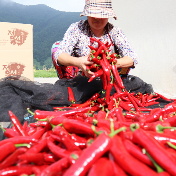 무료배송 - 홍고추 정선 고랭지 산지직송 10kg 특상품