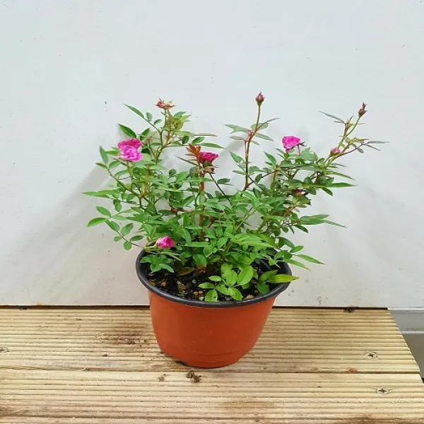 행복한꽃순이 찔레장미(진분홍또는자주)겹