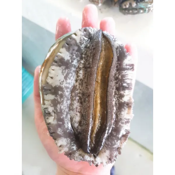 완도사랑 활전복 1kg 이상 무조건 손질칼 증정, 20-22미 중사이즈 500g