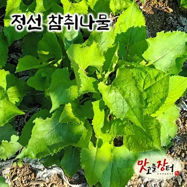강원도 생취나물 참취나물 무게 필수 / 미역취나물 아닌 참취나물입니다 산지직송 산취나물 제철 봄나물, 2kg