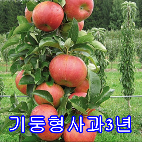 기둥형사과결실주.묘목.나무묘목.유실수.꽃나무.과실수.자두 1그루