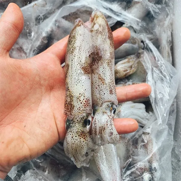 수율폭탄 뚱땡이 꼴뚜기 1kg 25미 내외 단일상품