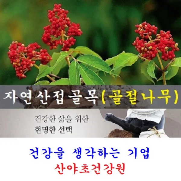 산야초건강원 골절나무진액(30일분)70팩 박용복 천기누설 자연산 접골목 말오줌 딱충 골절 나무 뼈 녹각 우슬 닭발 다리 쇠 무릎 진액 즙 탕 복용법 먹는법 부러진데 에 좋은 약초 효능 음식 식품, 70팩, 110ml