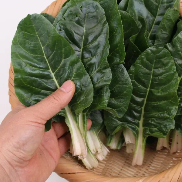 근대나물 1kg 팔팔마켓 국내산 국거리용 생 근대