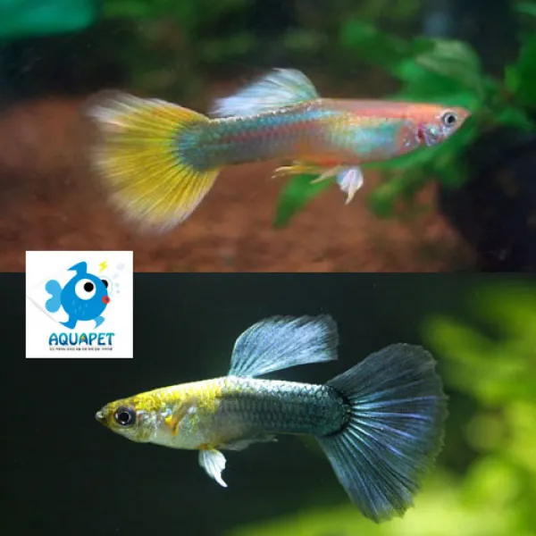 [열대어]골든구피 블루네온구피 섞어서 7마리 [수컷3마리 암컷4마리]+1마리서비스, 1개