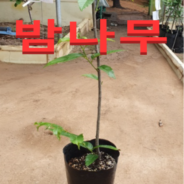 (성실농원) 밤나무 묘목(옥광) 접목1년 2그루