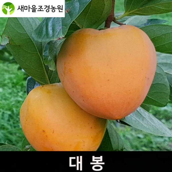 대봉감나무 대봉감나무묘목 감나무묘목 홍시감나무묘목 조경수, 1개