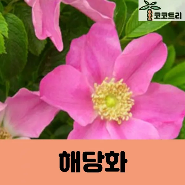 [코코트리] 해당화 묘목, 1개, 해당화H0.6(60cm)