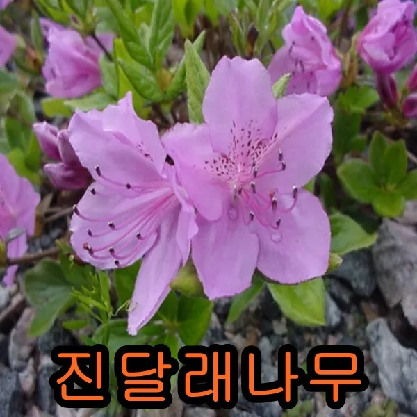 진달래30cm개화주 5그루 나무 묘목 진달래나무