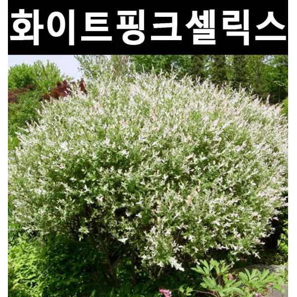 순수농원 무늬버들(화이트핑크셀릭스) R5cm 나무 묘목 활엽수 정원용