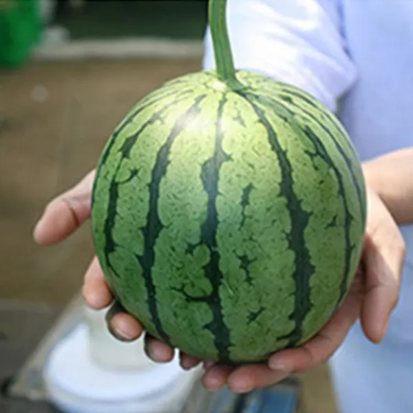 미니 애플 수박 동글탱글 깍아먹는 산지직송, 1박스, 2Kg(2과)