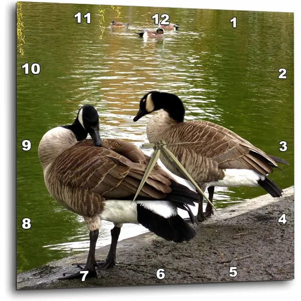 3dRose 10 시계 10 워터스 에지 벽에 DPP_18549_1 캐나다 기러기 몸단장, 10x10 Wall Clock
