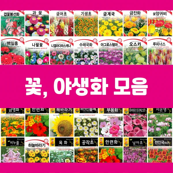 꽃씨 모음 씨앗 제라늄 물망초 연꽃 백일홍 구절초 수레국화 버베나 다알리아 천일홍 핑크메밀 키우기, 10.관상해바라기