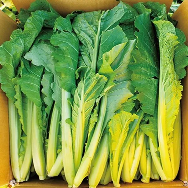 직송 싱싱 김장용 생갓 청갓 여수 돌산 갓 5kg 무료배송, 옵션없음