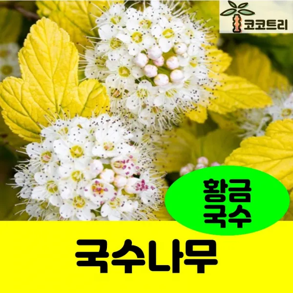 [코코트리] [꽃나무] 국수나무 묘목, 1개, 국수나무(황금국수) 7치화분