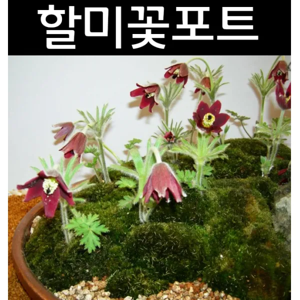 할미꽃 포트 5개/꽃숙근/구근/다년초