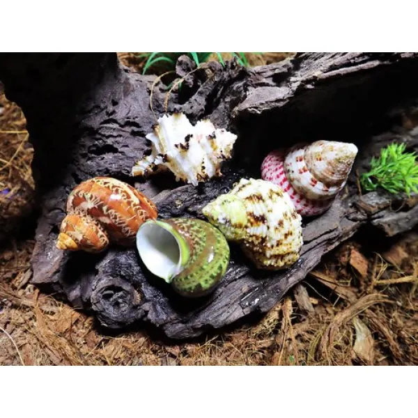[미소크랩]소라게 기본쉘 중 5종(2.2~2.7cm) 방과후소라게쉘
