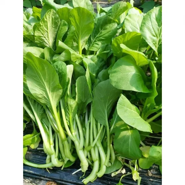 Cai ngong 채심/꽃있는꽝똥1kg/아시아 농장 송소희, 1kg