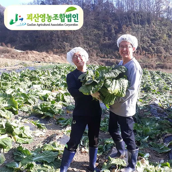 괴산절임배추 1위정품 괴산영농조합 국산천일염 괴산절임배추20kg 정품 중상품 괴산절임배추 10월25일도착