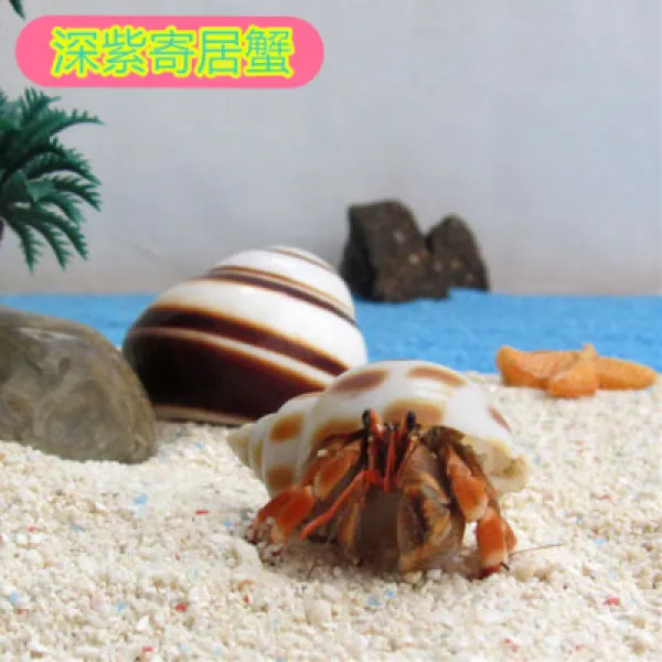 기생게 딸기 회백 반 팔 민물 기거 게 애완동물 관상 망 홍 소 총살 생체초대, 모데나퍼플 56센치