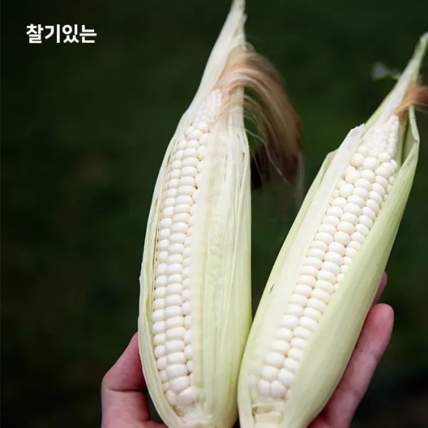 찰기가득 괴산 대학 찰옥수수 찰옥수수 20개