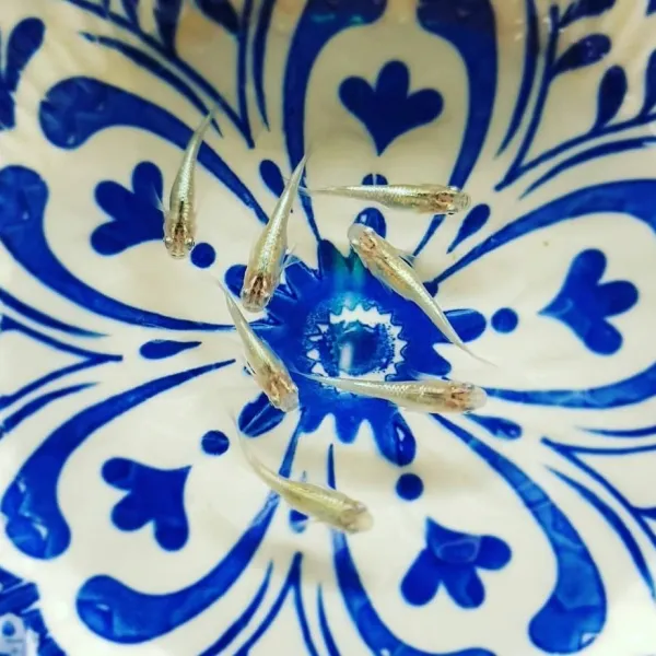 황금달수족관 블루마린 메다카 1마리 2~3cm