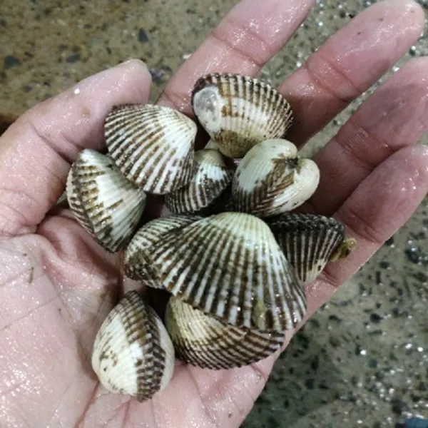 벌교꼬막 새꼬막2kg 당일발송, 1개, 새꼬막2kg(4인반찬 탕요리)