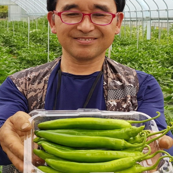포천 미인풋고추 500g,1kg 당일수확, 비품1kg(은박보냉)