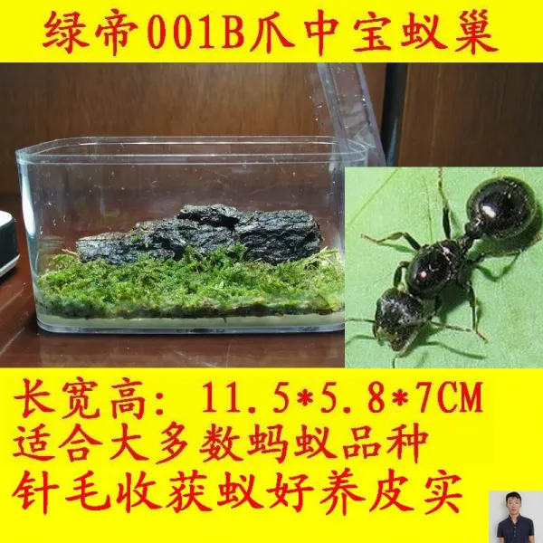 개미집 개미 생태 아크릴 개미기르는 소굴 개미굴 하우스 공방 큰별장 T07 006둥지+니코 바라 안구 스티 폴리아 1뒤 1